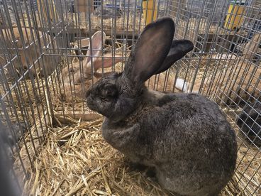 XX Ogólnopolska Wystawa Królików Rasowych w Wieluniu za nami